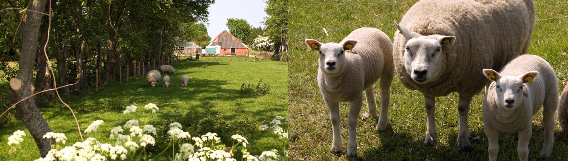 Kollumerzwaag.nl